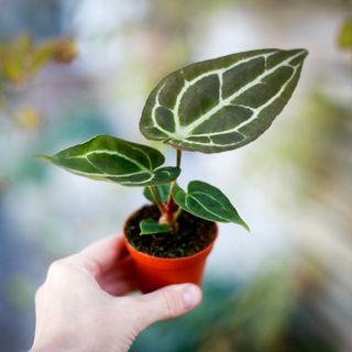 Anthurium crystallinum