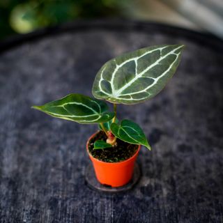Anthurium crystallinum