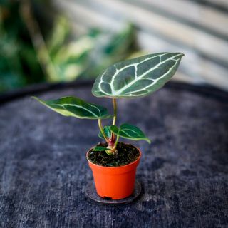 Anthurium crystallinum