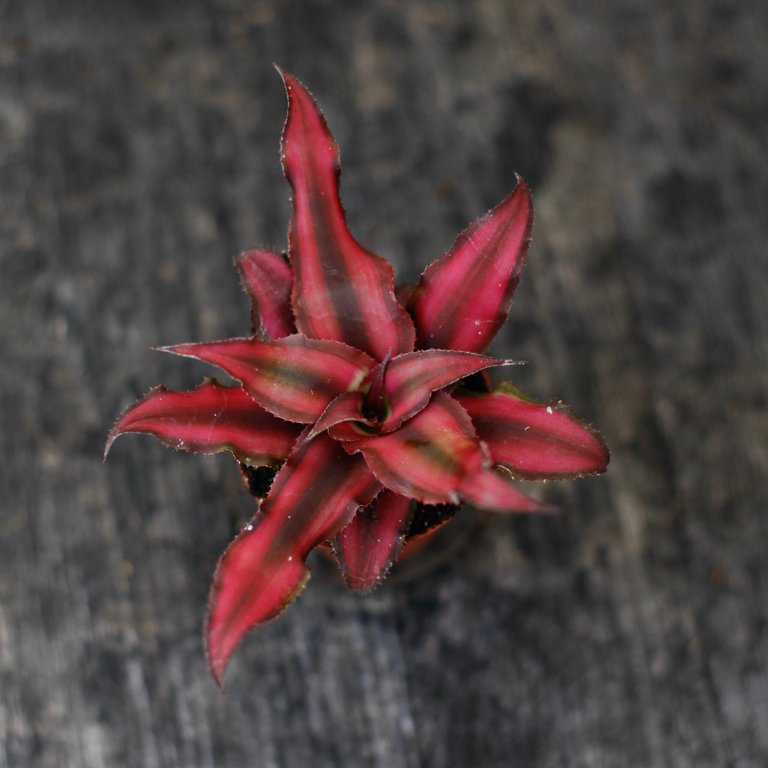 Cryptanthus 'Red Star' 6 cm