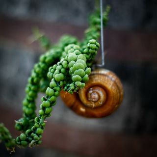 Dischidia 'Pangolin Kisses' i snäcka