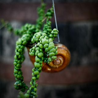 Dischidia 'Pangolin Kisses' i snäcka