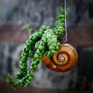 Dischidia 'Pangolin Kisses' i snäcka