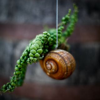 Dischidia 'Pangolin Kisses' i snäcka