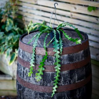 Epiphyllum anguliger i ampel 12 cm