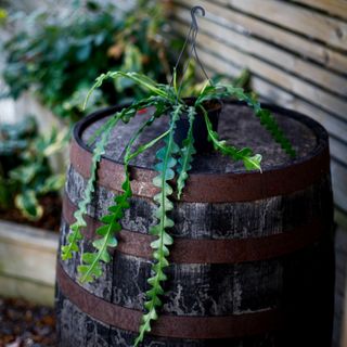 Epiphyllum anguliger i ampel 12 cm