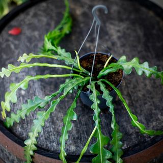 Epiphyllum anguliger i ampel 12 cm