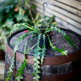 Epiphyllum anguliger i ampel 12 cm