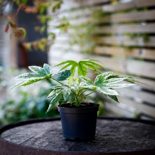 Fatsia 'Spider's Web' 12 cm