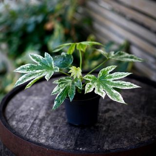 Fatsia 'Spider's Web' 12 cm