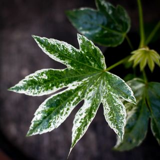 Fatsia 'Spider's Web' 12 cm