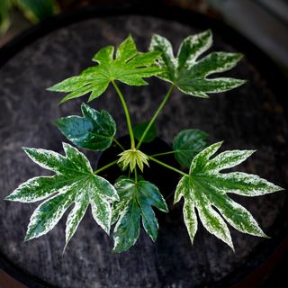 Fatsia 'Spider's Web' 12 cm