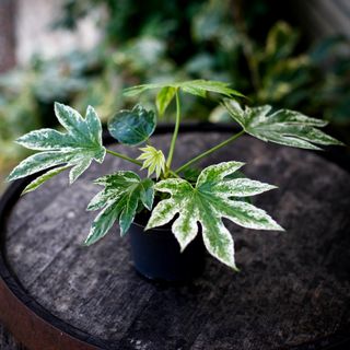 Fatsia 'Spider's Web' 12 cm