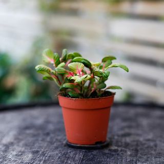Fittonia 'Bubble Green'