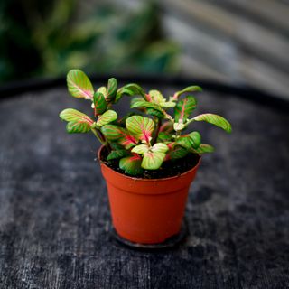 Fittonia 'Bubble Green'