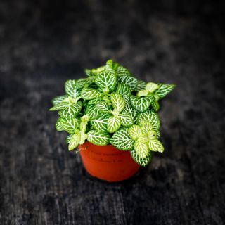 Fittonia 'Joly Lemon' 8,5 cm