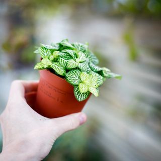 Fittonia 'Joly Lemon' 8,5 cm
