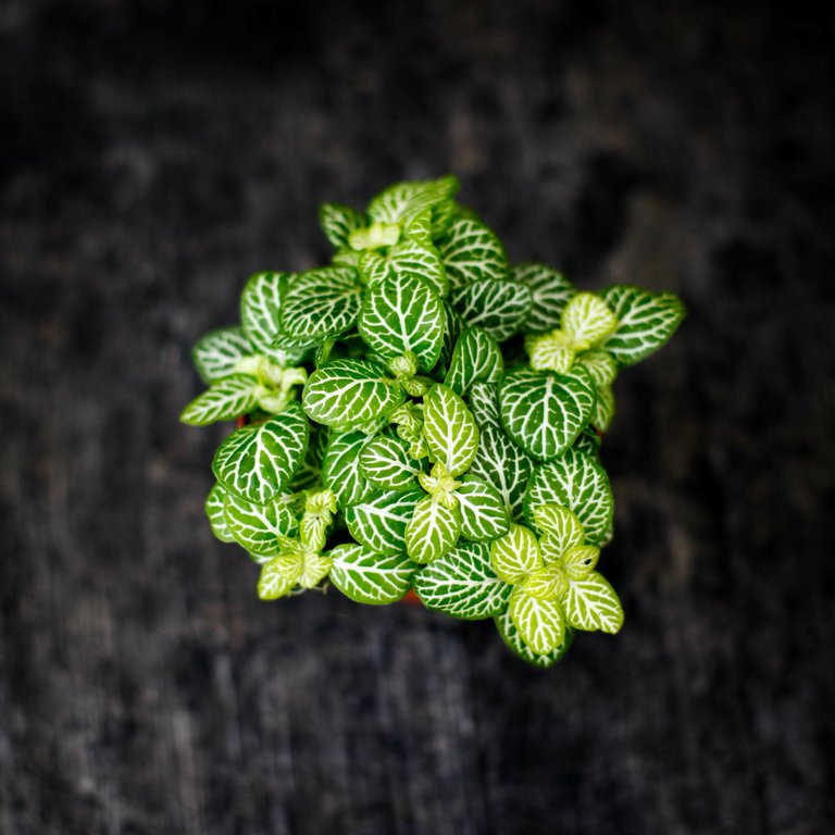 Fittonia 'Joly Lemon' 8,5 cm