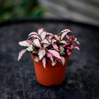 Fittonia 'Mosaic Pink Forest Flame' 8,5 cm