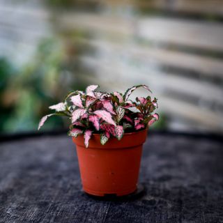 Fittonia 'Mosaic Pink Forest Flame' 8,5 cm