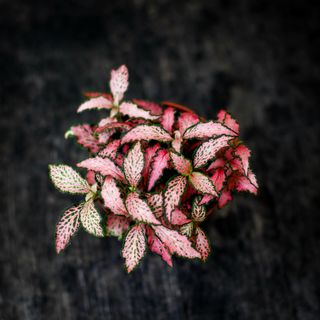 Fittonia 'Mosaic Pink Forest Flame' 8,5 cm