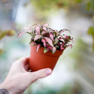 Fittonia 'Mosaic Pink Forest Flame' 8,5 cm