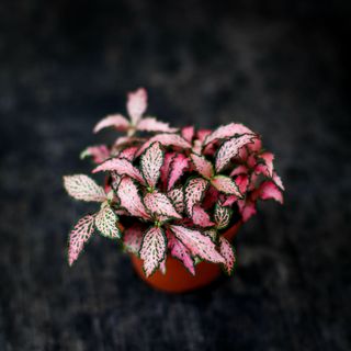 Fittonia 'Mosaic Pink Forest Flame' 8,5 cm