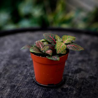 Fittonia 'Joly Josan' 8,5 cm