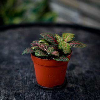 Fittonia 'Joly Josan' 8,5 cm