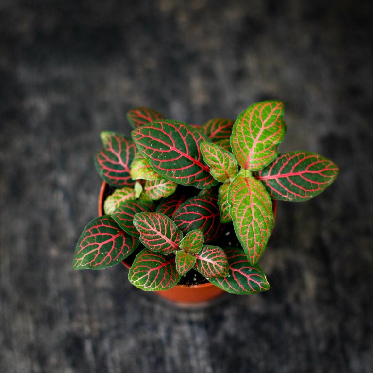 Fittonia 'Joly Josan' 8,5 cm