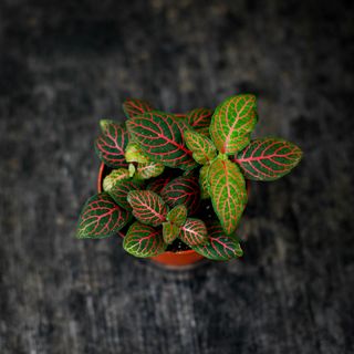 Fittonia 'Joly Josan' 8,5 cm