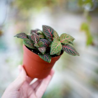 Fittonia 'Joly Josan' 8,5 cm