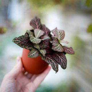 Fittonia 'Red Angel Pink' 8,5 cm