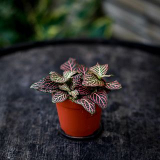 Fittonia 'Red Angel Pink' 8,5 cm