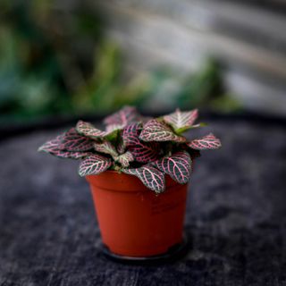 Fittonia 'Red Angel Pink' 8,5 cm