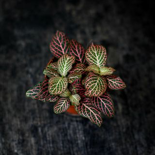 Fittonia 'Red Angel Pink' 8,5 cm