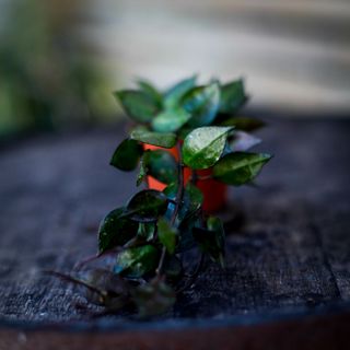 Hoya krohniana 'Black Leaves'