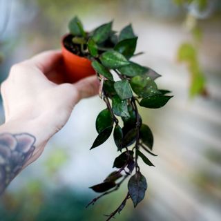 Hoya krohniana 'Black Leaves'
