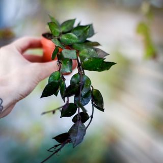 Hoya krohniana 'Black Leaves'
