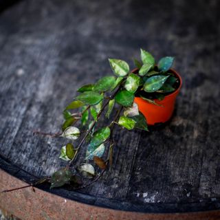 Hoya krohniana 'Black Leaves'