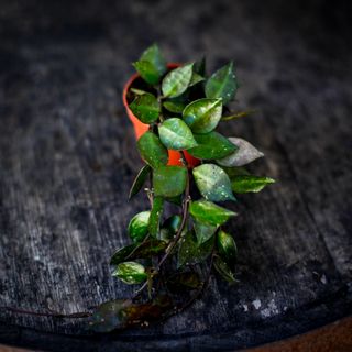 Hoya krohniana 'Black Leaves'