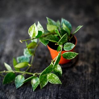 Hoya krohniana 'Splash'