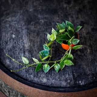 Hoya krohniana 'Splash'