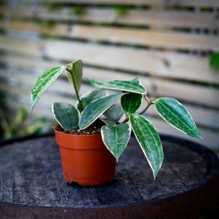 Hoya latifolia 'Albomarginata' 12 cm