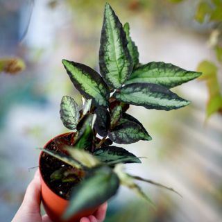 Pellionia repens 8,5 cm