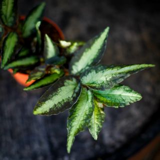 Pellionia repens 8,5 cm