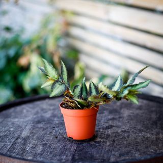 Pellionia repens 8,5 cm