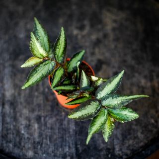 Pellionia repens 8,5 cm