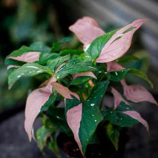 Syngonium 'Red Spot Tricolor' 12 cm