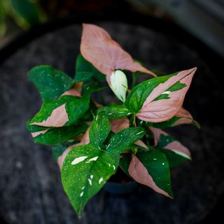 Syngonium 'Red Spot Tricolor' 12 cm